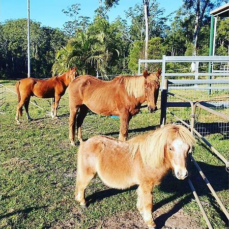 Cabin Country Retreat Paskins Farm Palmwoods Εξωτερικό φωτογραφία