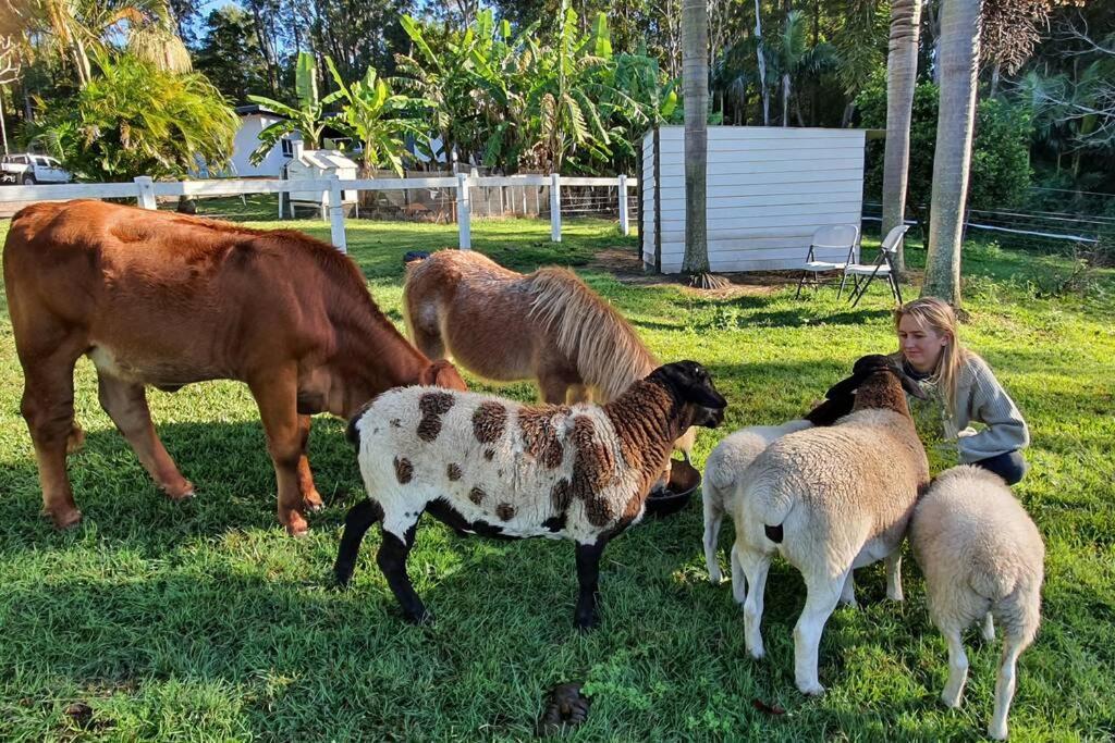 Cabin Country Retreat Paskins Farm Palmwoods Εξωτερικό φωτογραφία